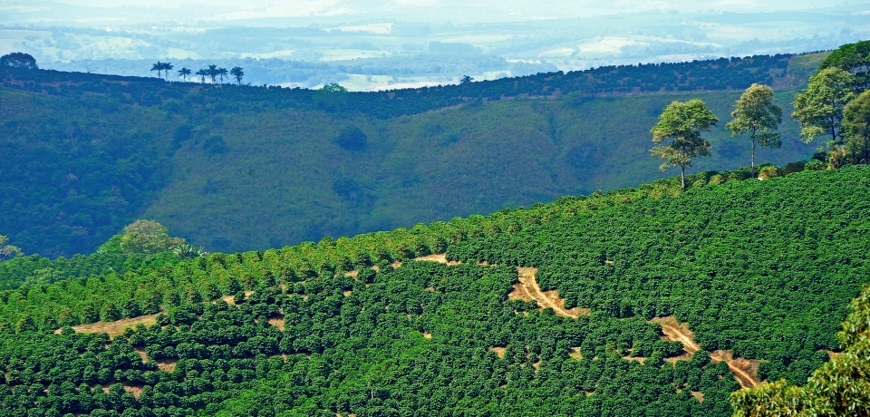 Brasil , Minas Gerais area , April 2010 . Wiew of the Fazenda Das Almas in Cabo Verde . Cultivation of Coffee . © Manfredo Pinzauti .